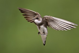 Sand martin (Riparia riparia), in flight, Reussegg nature reserve, Canton Aargau, Switzerland