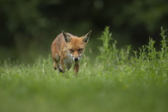 Red fox (Vulpes vulpes) adult animal in a countryside grassland meadow in summer, England, United