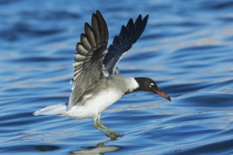 White-eyed Gull (Ichthyaetus leucophthalmus) flying, Eilat, Israel