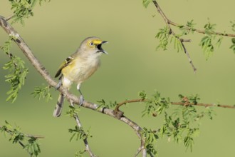 White-eyed Vireo (Vireo griseus) singing from a branch, Texas, USA