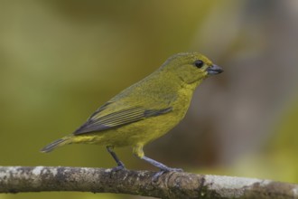 Violaceous Euphonia (Euphonia violacea) female, Atlantic rainforest, Brazil
