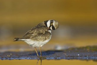 Little Ringed Plover (Charadrius dubius) female preening, North Rhine-Westphalia, Germany