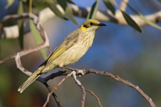 Grey-fronted Honeyeater (Ptilotula plumula), Kimberley, Western Australia, Australia