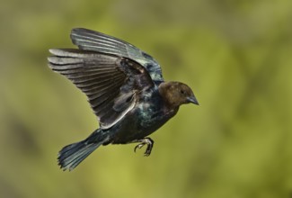 Brown-headed Cowbird (Molothrus ater) flying, Texas, USA