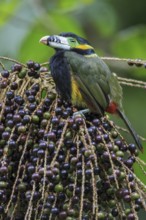 Spot-billed Toucanet (Selenidera maculirostris) feeding on palm fruits in the Atlantic rainforest