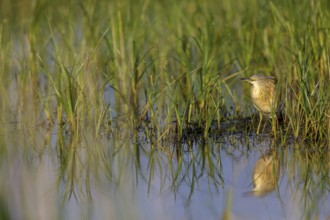 Squacco heron, heron, animals, birds, biotope, foraging, (Ardeola ralloides), Lesbos, Greece