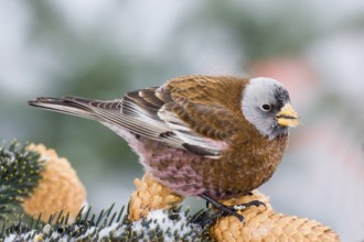 Gray-crowned Rosy-Finch Leucosticte tephrocotis littoralis Homer, Alaska, USA 28 February Adult