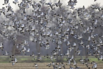 Common Wood Pigeon (Columba palumbus) flying, Lower Saxony, Germany