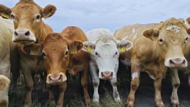 Cows (bos taurus) on the pasture looking directly into the camera, Franconian Forest nature park