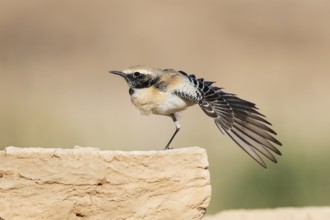 Desert Wheatear (Oenanthe deserti homochroa) male, Eilat, Israel