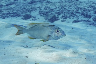 A Humpnose big-eye bream, Monotaxis grandoculis, swims gracefully over the sandy ocean floor in the