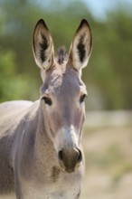 Donkey (Equus asinus), portrait, Spain