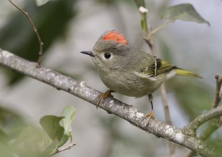 Ruby-crowned Kinglet (Regulus calendula), Texas, USA