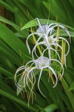 Spider lily (Hymenocallis species) in flower, genus of flowering plants in the amaryllis family