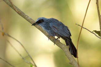 Blue Mockingbird Melanotis caerulescens El Tuito, Jalisco, Mexico 9 June Adult Mimidae