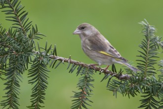 European Greenfinch (Chloris chloris), Brandenburg, Germany