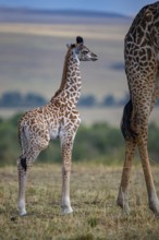 Masai giraffe (Giraffa c. tippelskirchi) Masai Mara Kenya
