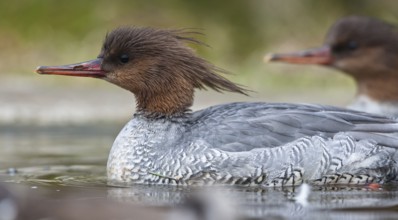 Scaly-sided Merganser (Mergus squamatus) female, captive