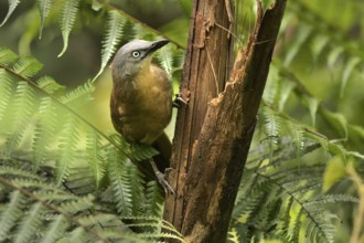 Ashy-headed Laughingthrush (Garrulax cinereifrons) perched on a tree trunk, Sinharaja National
