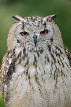 Bengal Eagle Owl (Bubo bengalensis) (Bubo bubo bengalensis), captive, occurring in Asia