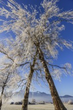 Trees, birches, hoarfrost, sunny, mountain landscape, winter, Loisach-Lake Kochel-Moor, Alpine