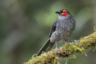 Common Smoky Honeyeater (Melipotes fumigatus) perched on a branch in Papua New Guinea