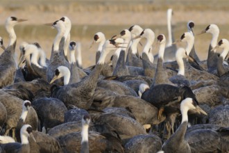 Hooded Crane (Grus monacha), Arasaki, Japan