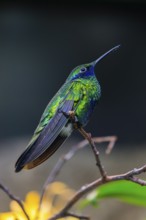 Sparkling violetear (Colibri coruscans), hummingbird sitting on branch, native to South America,