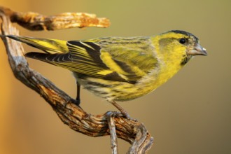Close-up of a Eurasian Siskin, Spinus spinus, showcasing its vibrant yellow plumage and detailed