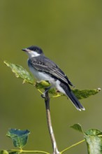 Eastern Kingbird Tyrannus tyrannus Oak Hammock Marsh, Manitoba, Canada 23 August Adult Tyrannidae