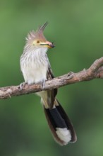 Guira Cuckoo (Guira guira) perched on a branch in Bolivia, South America