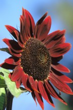 Red sunflower, summer, Germany