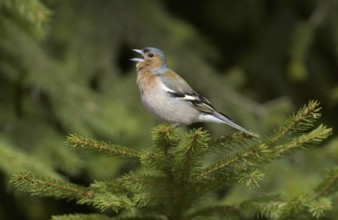 Common Chaffinch (Fringilla coelebs) male singing, Saxony, Germany