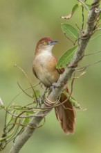 Greater Thornbird (Phacellodomus ruber) perched on a branch in the Pantanal of Brazil