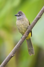 Flavescent Bulbul (Pycnonotus flavescens), Kaeng Krachan, Thailand