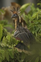 Hoatzin (Opisthocomus hoazin) perched in tree, Orinoco Delta, Venezuela