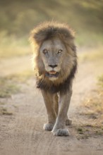 African Lion (Panthera leo) majestic male close-up, Sabi Sands, South Afrika