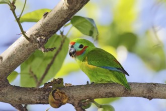 Double-eyed Fig Parrot (Cyclopsitta diophthalma macleayana) male perched on a branch, Queensland,