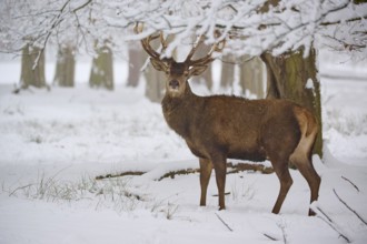 A stately stag stands in a snowy forest, surrounded by trees, winter, red deer (Cervus elaphus),