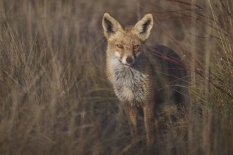A captivating image featuring a fox in a natural setting, its fur blending with the earthy tones of