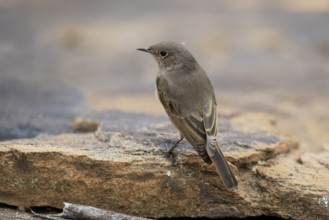 Rusty-tailed Wheatear, (Oenanthe familiaris), adult, alert, Mountain Zebra National Park, South