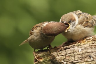 Eurasian Tree Sparrow (Passer montanus) juvenile, Lower Saxony, Germany