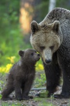 Eurasian Brown Bear (Ursus arctos) mother with cubs in forest, Finland