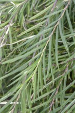 Rosemary willow (Salix elaeagnos 'Angustifolia'), Germany