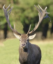 Red deer (Cervus elaphus), capital stag during the rut at the edge of the forest, animal portrait,