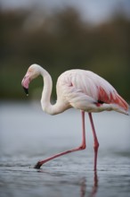Greater Flamingo (Phoenicopterus roseus) walking in the water, Parc Naturel Regional de Camargue,
