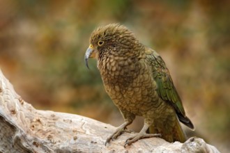 Kea parrot, Nestor notabilis, green bird in the nature habitat, mountain in the New Zealand. Kea