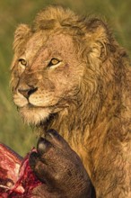 African Lion (Panthera leo) feeding on carcass, Masai Mara, Kenya