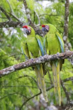 Great-Green Macaw (Ara ambigua) perched on a branch in Costa Rica