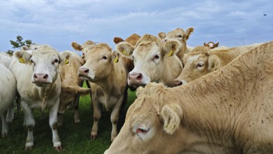 A group of cows (bos taurus) on a green meadow under a cloudy sky, Franconian Forest nature park